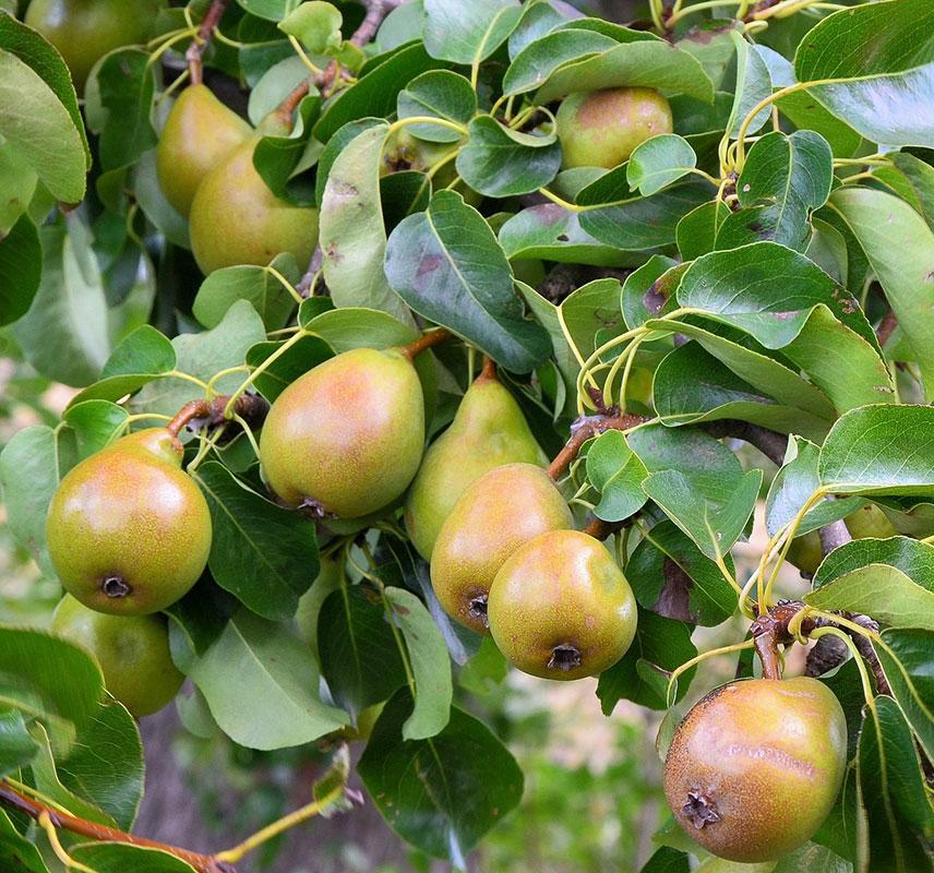 Foto: Pixabay, gemeinfrei Birnen