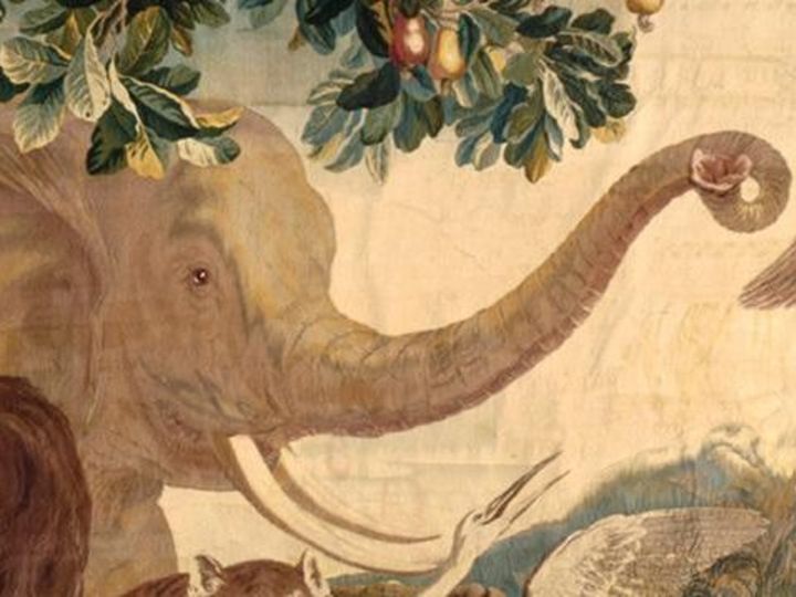 Die Tiere Neuindiens