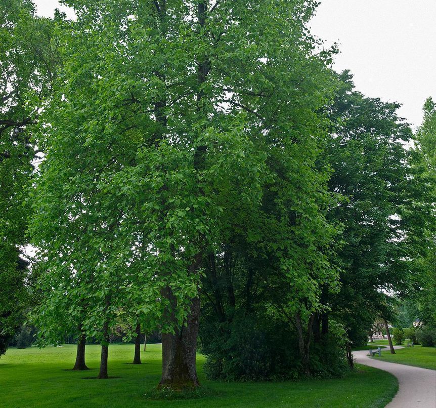 Foto: Staatliche Schlösser und Gärten Baden-Württemberg, Andrea Rachele Winterlinde im Schlossgarten Favorite Rastatt