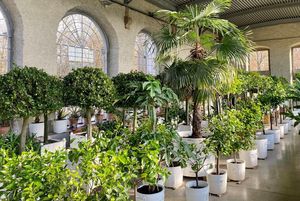 Schloss und Schlossgarten Weikersheim, Ausstellung, Pomeranzenschau